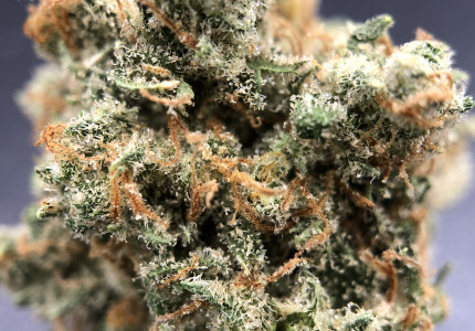 PurLife - Montgomery Website