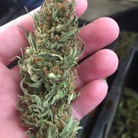 The CBDispensary Website