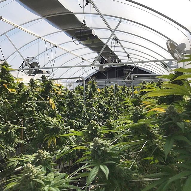 Green Pharms Dispensary Flagstaff Website