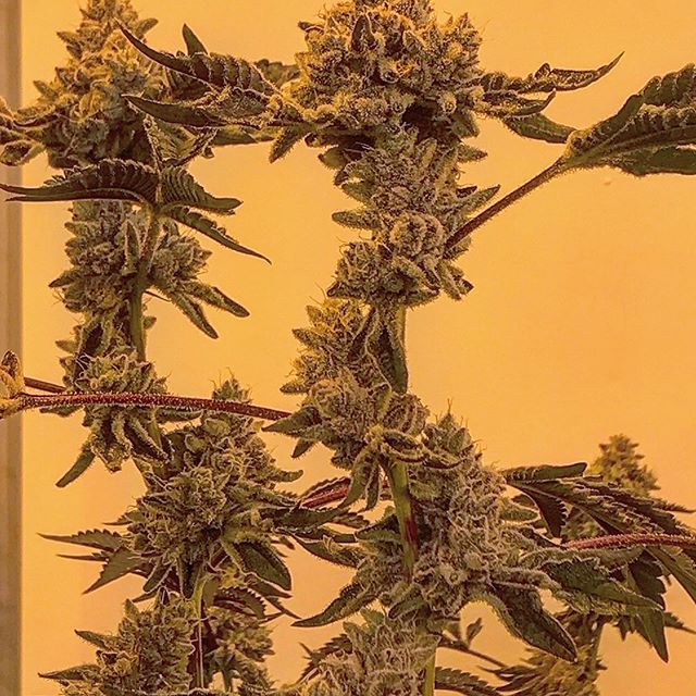 Spark1 - Missoula Website