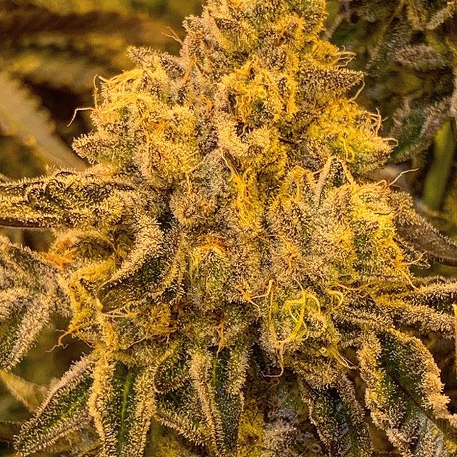 Spark1 - Missoula Website