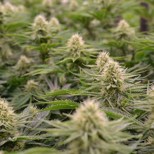 Central Ave Compassionate Care Website