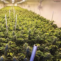 420EvaluationsOnline - Murrieta Website