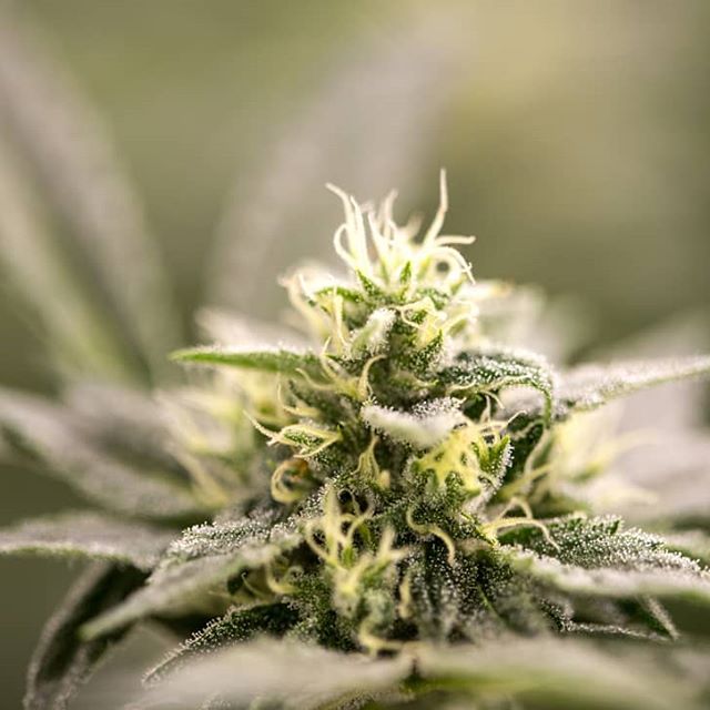 Urban Dispensary Website