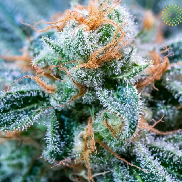 Trulieve - Boynton Beach Website