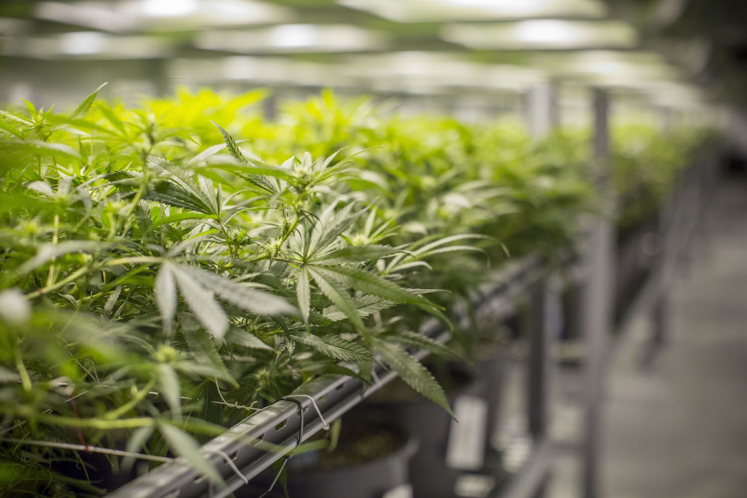 Medicine Man Denver Website