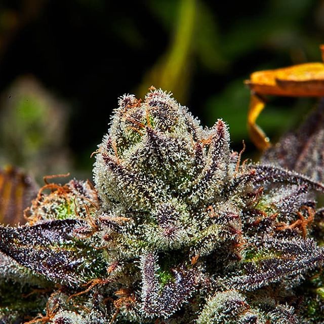 Reef Dispensaries - Queen Creek, AZ Website