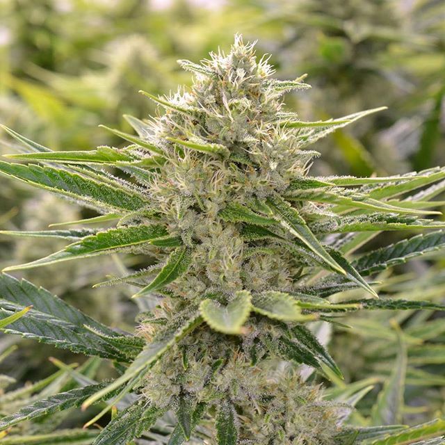 Central Ave Compassionate Care Website