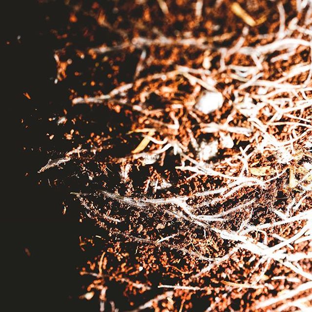 Strawberry Fields Colorado Springs Website