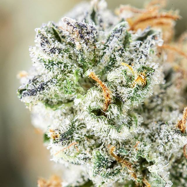 Urban Dispensary Website