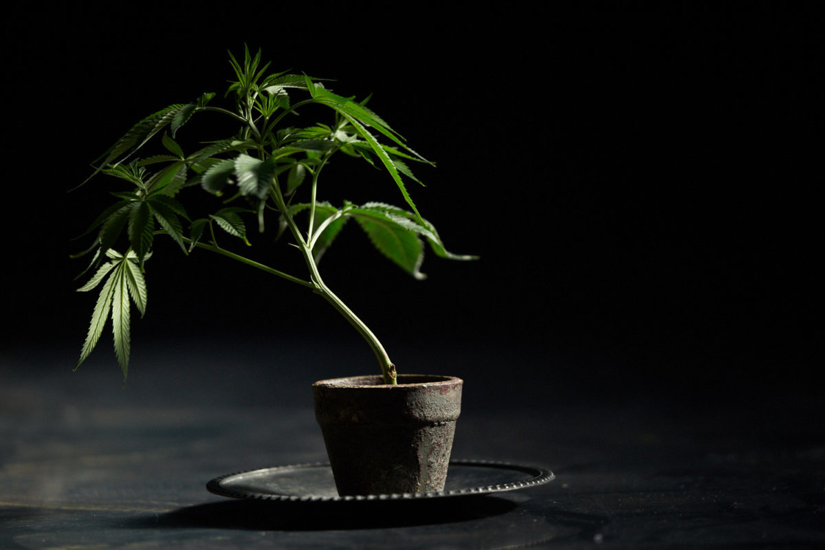 RISE - Amherst Website