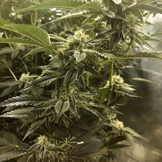 Metropolitan Wellness Center Website