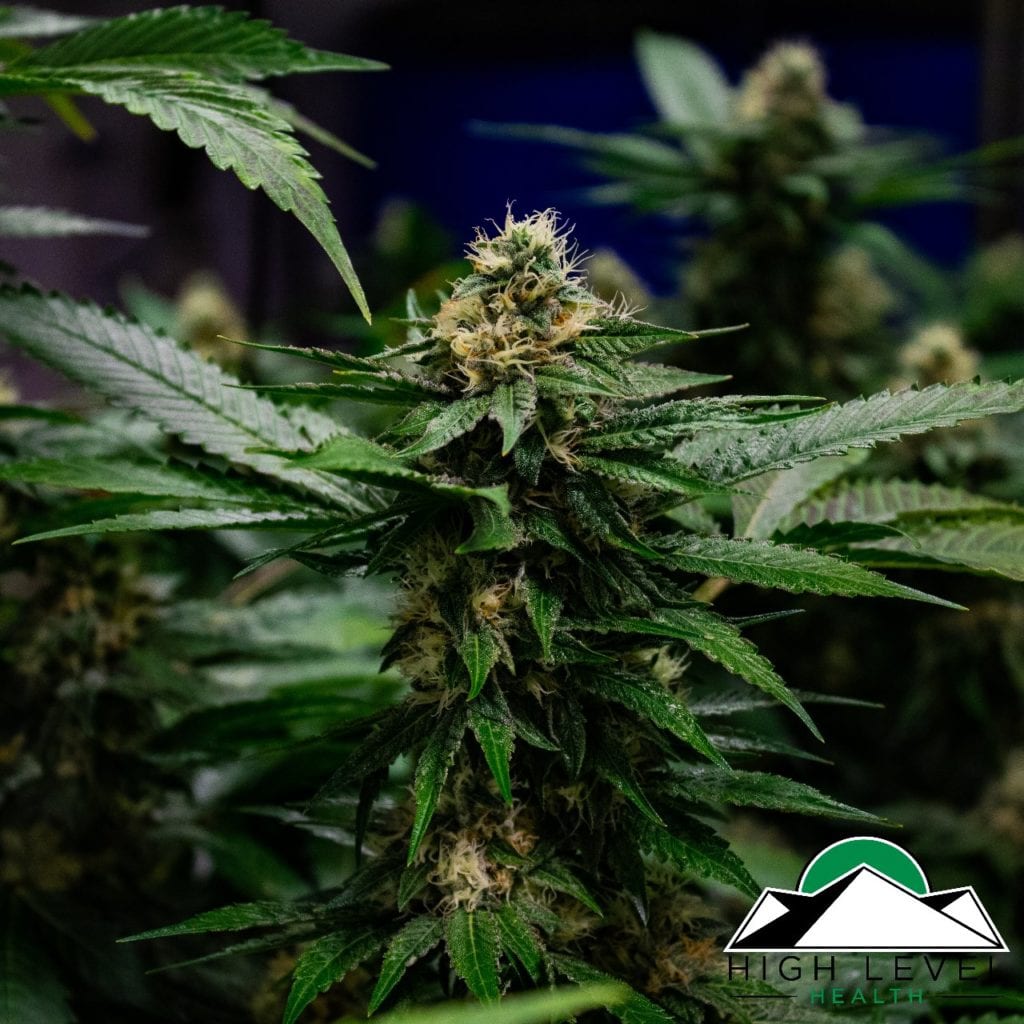 High Level Health - Lincoln (REC) Website