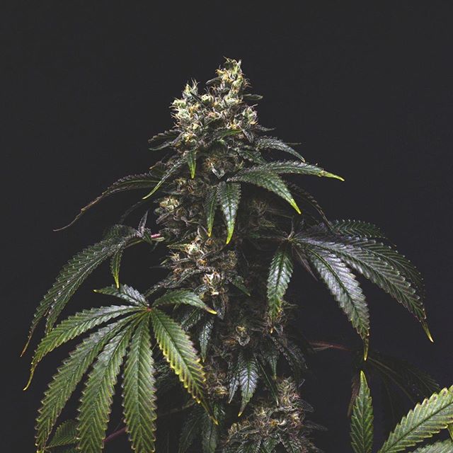 Lucy Sky Cannabis Boutique - Federal Website