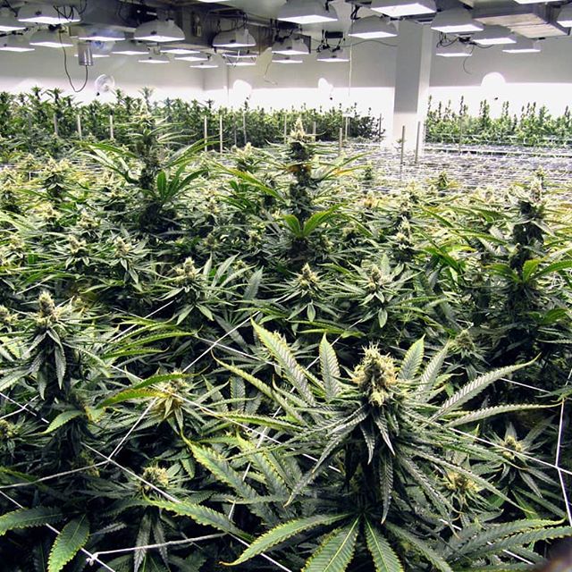 Reef Dispensaries - Queen Creek, AZ Website