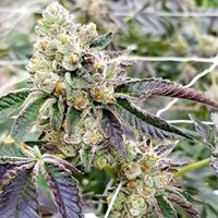 Ultra Health Albuquerque - Nob Hill Birdland Website