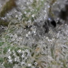 Pine Street Cannabis Company Website