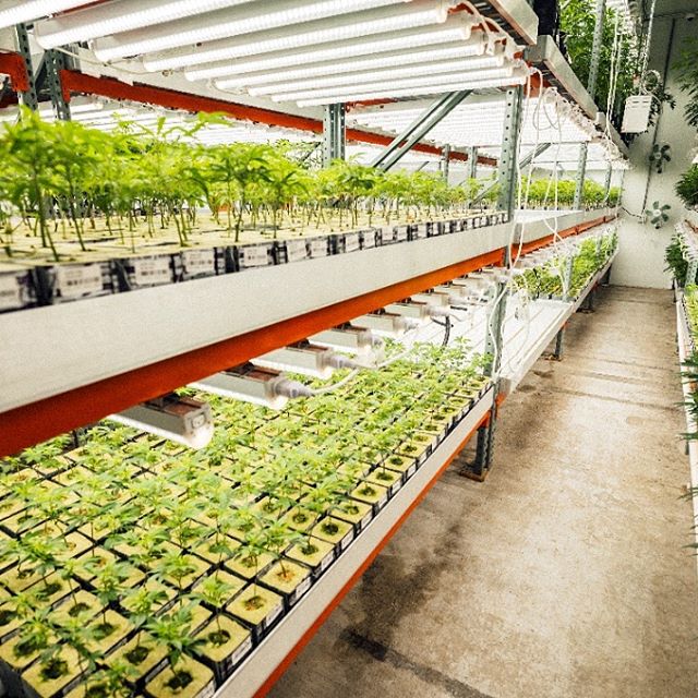 Curaleaf - Youngtown Website