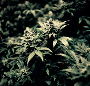 Ace's Place - Recreational Website