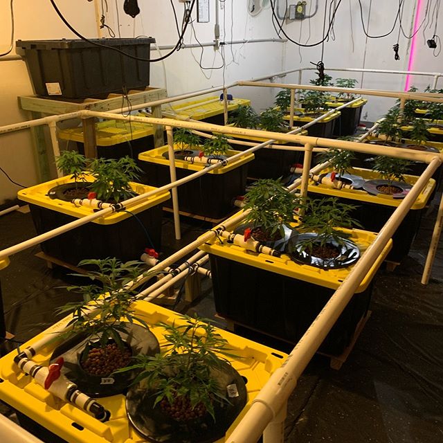 Better Buds of Maine Website