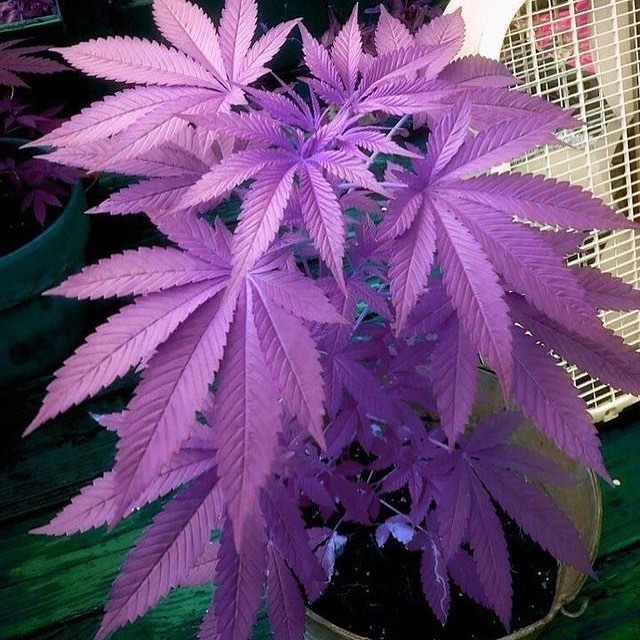 MMJDoctorOnline.com - Hayward Website