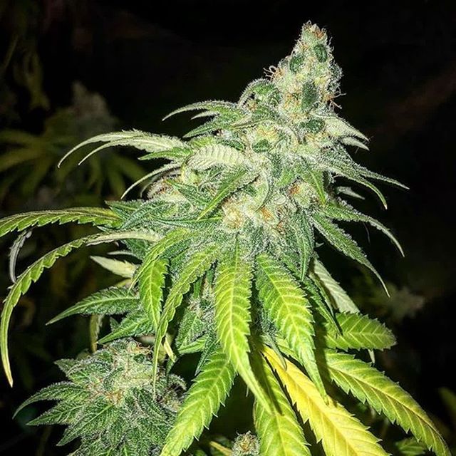 Kind Meds (AZ) Website