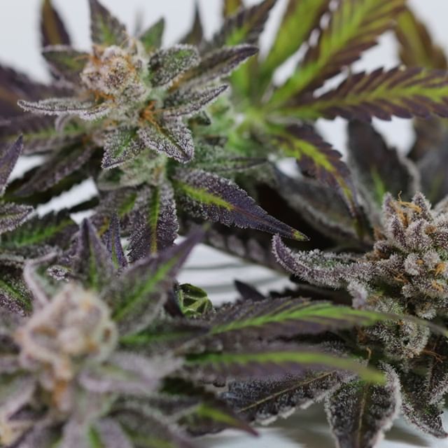 Chronic Therapy - Cortez Website