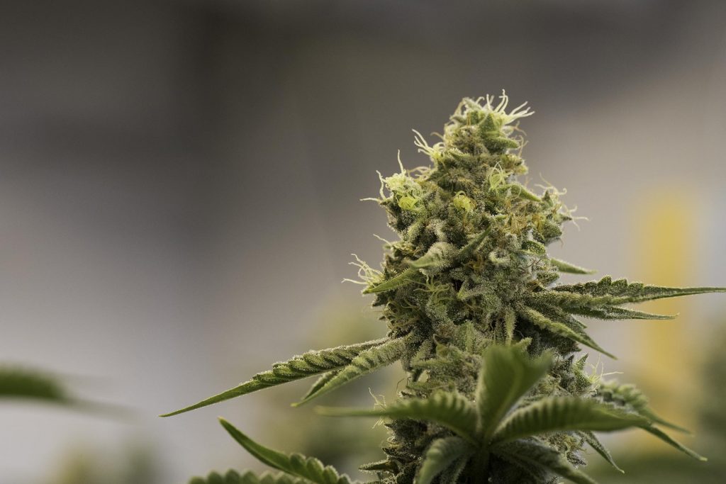 Sweet Greens NW - Rochester Website