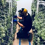 GOOD AK Cannabis Website