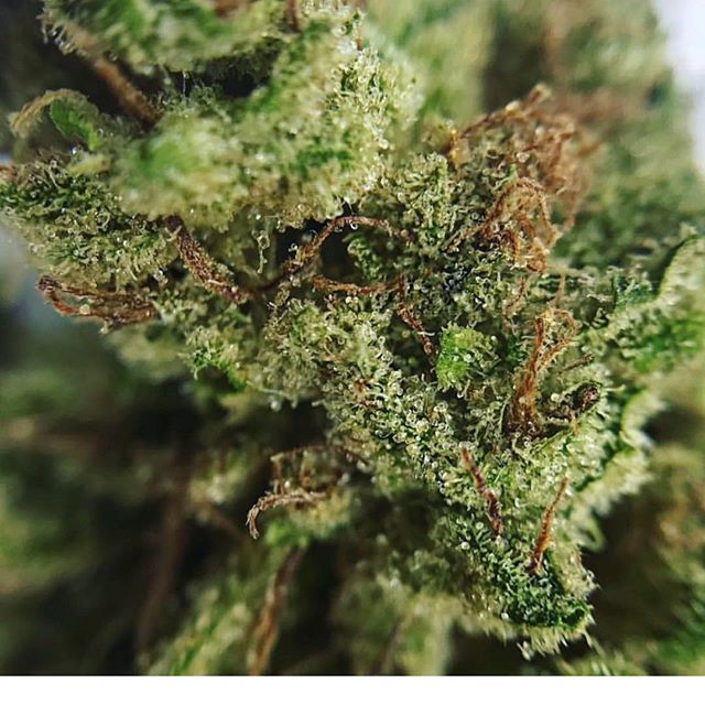 Starbuds Aurora Website