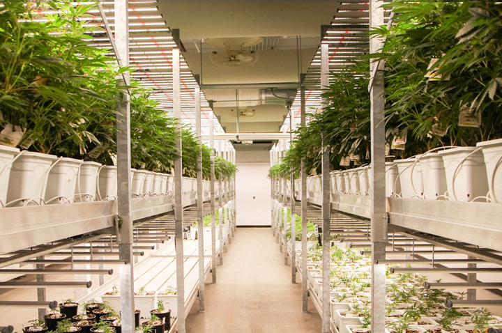 RISE - Amherst Website