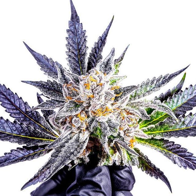 CANOPI - Downtown Website