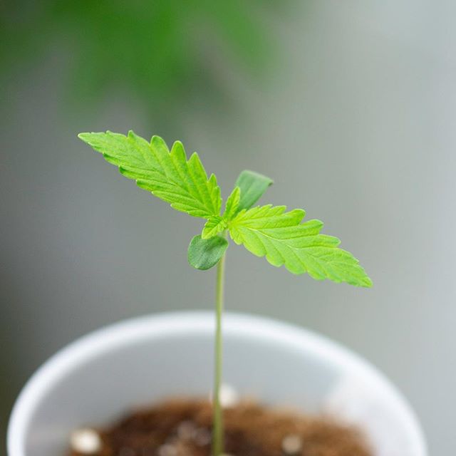 Central Ave Compassionate Care Website