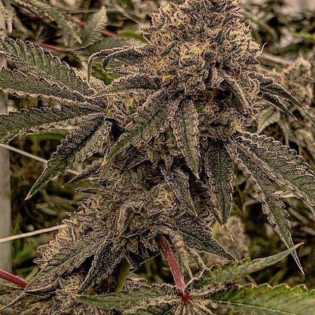 Spark1 - Bozeman Website