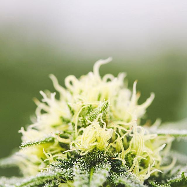 Strawberry Fields Colorado Springs Website