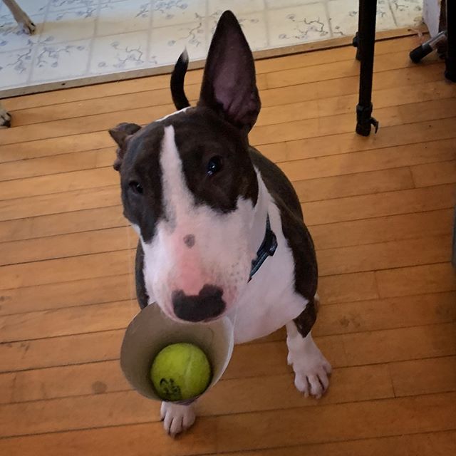 Better Buds of Maine Website