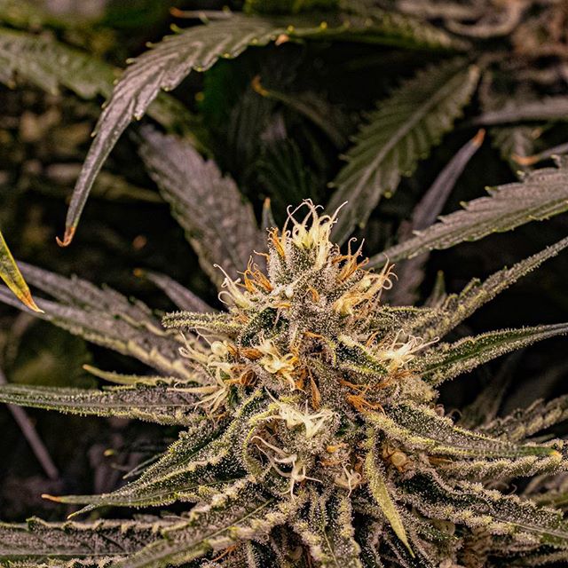 Three Rivers Dispensary Pueblo West Website