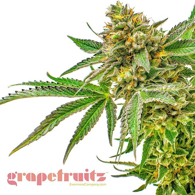 Temescal Wellness Maryland Website