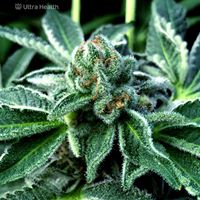 Ultra Health Albuquerque - Nob Hill Birdland Website