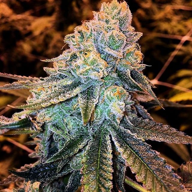 Lucy Sky Cannabis Boutique - Federal Website