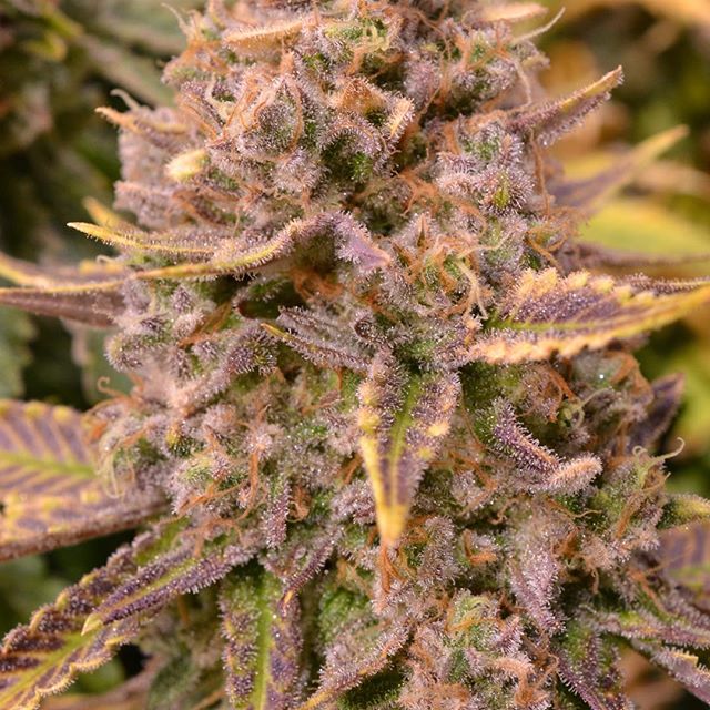 Central Ave Compassionate Care Website