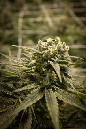 Ace's Place - Recreational Website