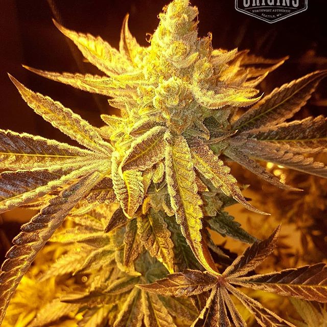 Origins - West Seattle Website