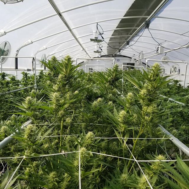 Green Pharms Dispensary Mesa Website