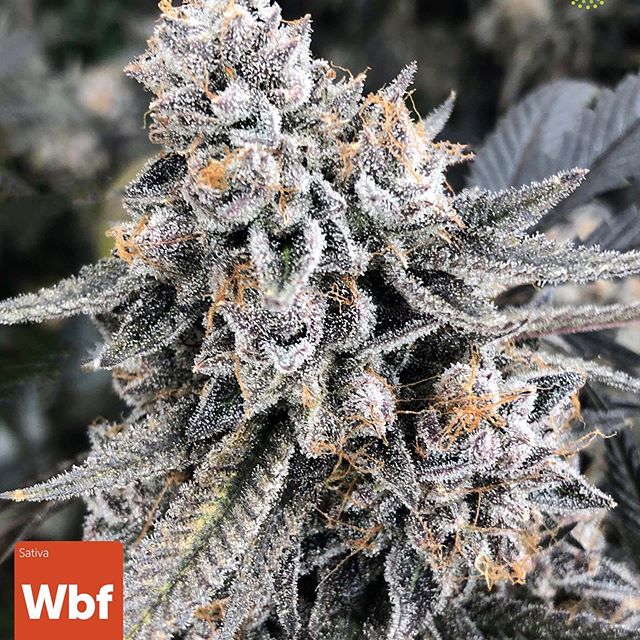 Trulieve - Dadeland Website