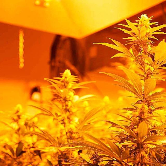 The Green Joint Glenwood Springs - Recreational Website