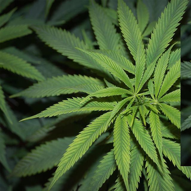 Apothca - Arlington Website