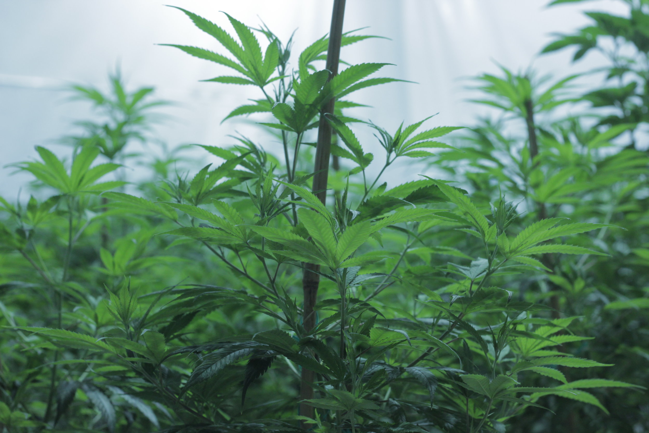 Maine Cannabis Exchange Website