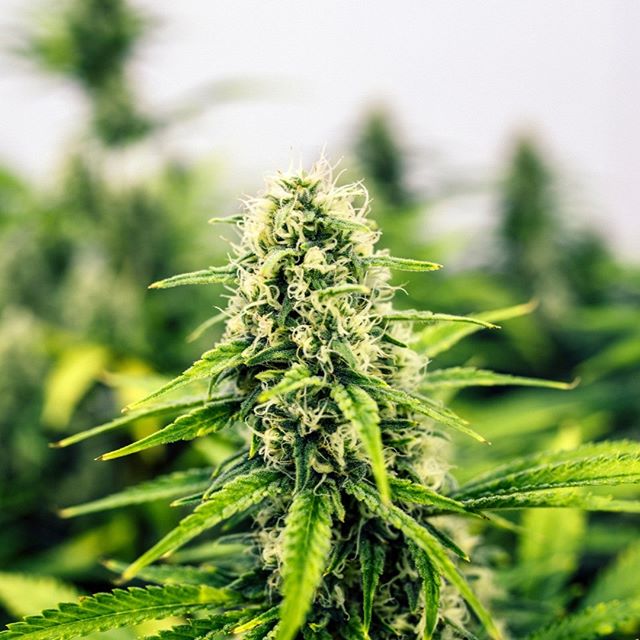 Curaleaf - Auburn Website