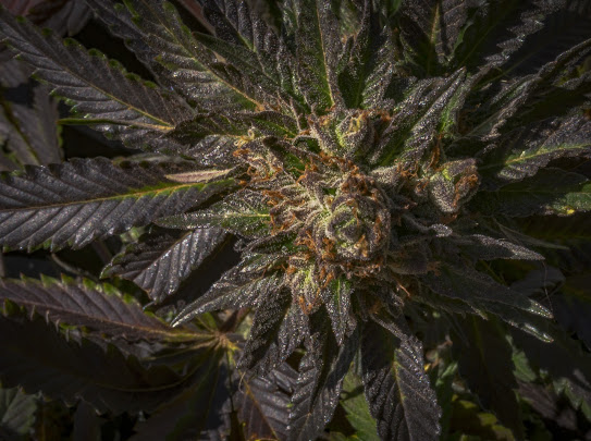 Plantae Bend Website